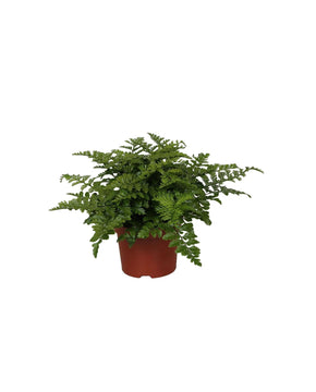 Asplenium 'Parvati'