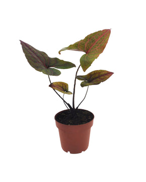 Cyrtosperma johnstonii - Alocasia 'Black Jack'