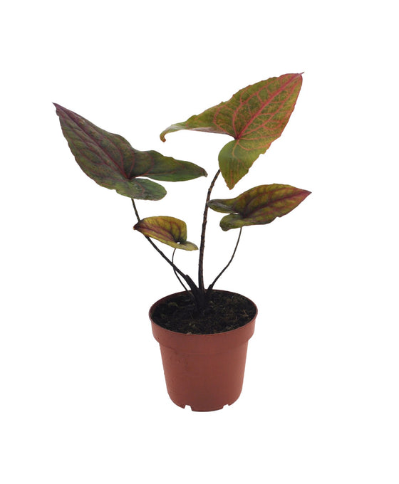 Cyrtosperma johnstonii - Alocasia 'Black Jack' Image 1
