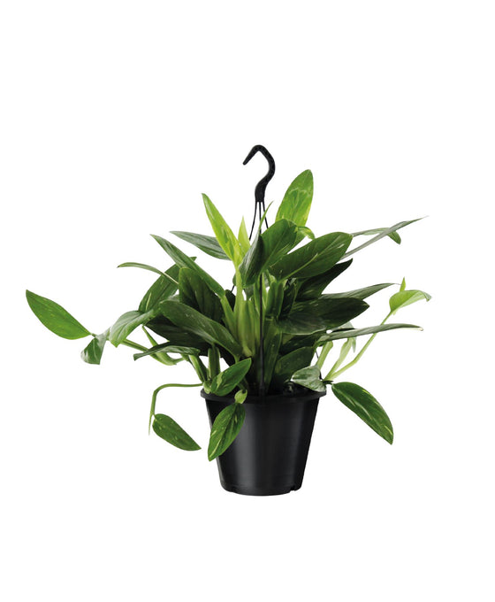 Monstera standleyana Image 1