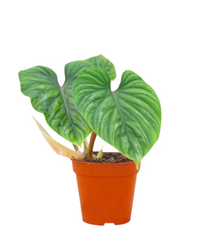 Philodendron plowmanii