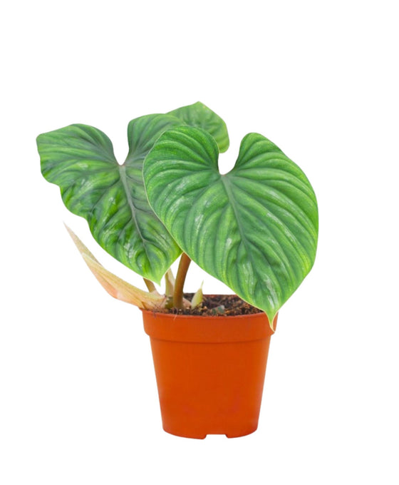 Philodendron plowmanii Image 1