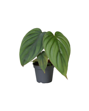 Philodendron mamei