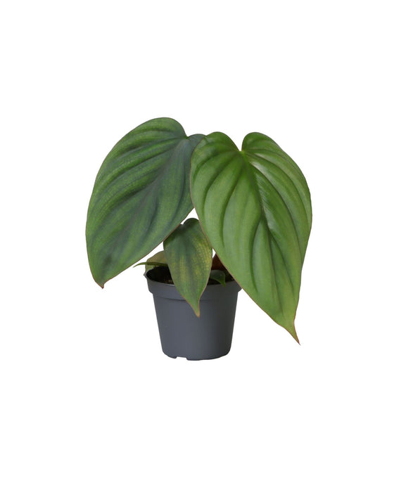 Philodendron mamei Image 1