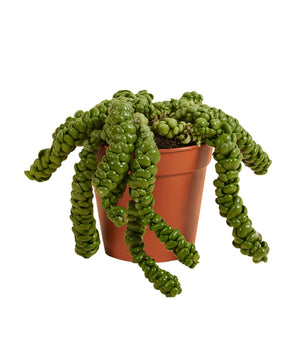 Dischidia nummularia sp. Dragon Jade