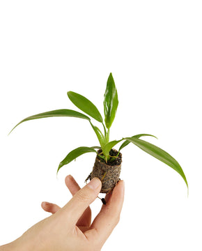 Philodendron panduriforme