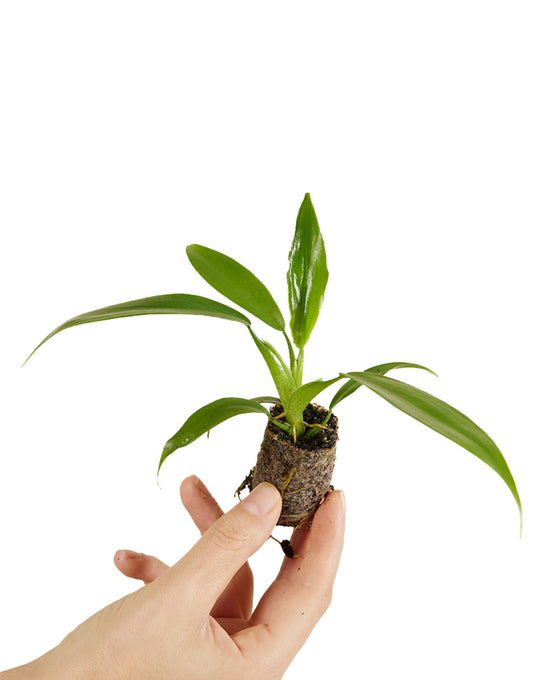 Philodendron panduriforme Image 1