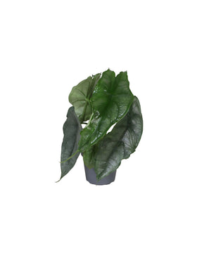Alocasia 'Dragon Breath'