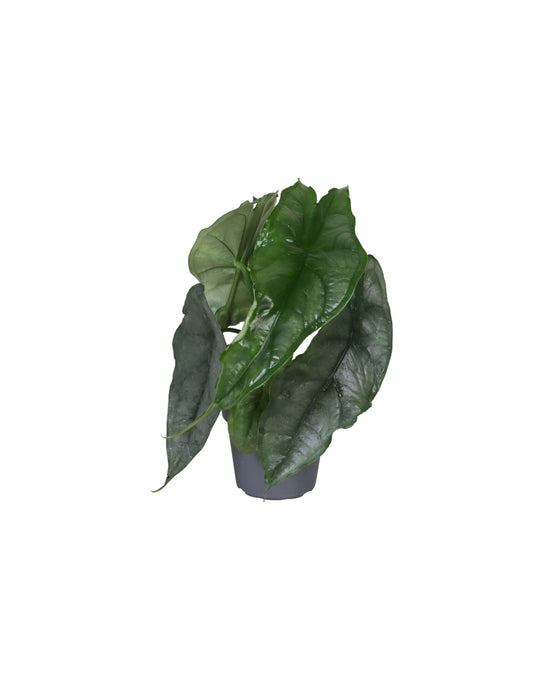 Alocasia 'Dragon Breath' Image 1
