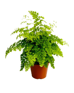 Adiantum raddianum