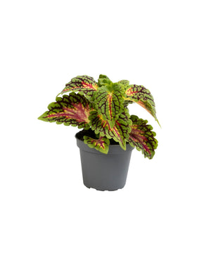Coleus 'Spacecake'