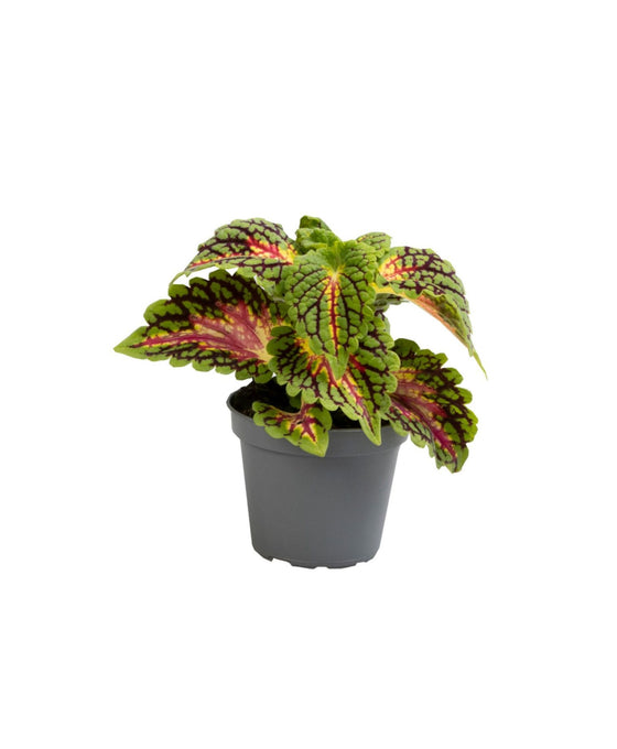 Coleus 'Spacecake' Image 1
