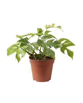 Rhaphidophora tetrasperma 'Goldrush'