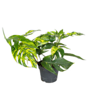 Epipremnum pinnatum 'Cintho Goldfinger'