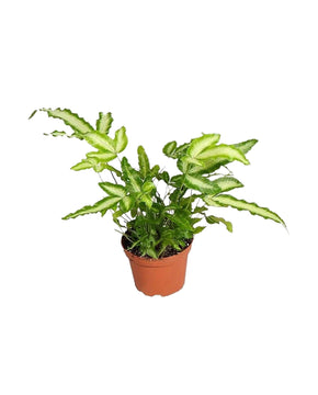 Pteris cretica 'Albolineata'