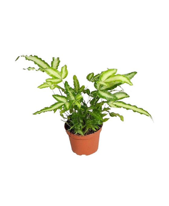 Pteris cretica 'Albolineata' Image 1