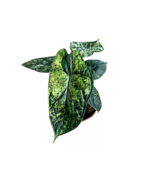 Alocasia 'Dragon Scale' Mint