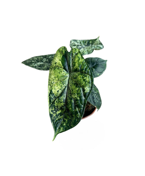 Alocasia 'Dragon Scale' Mint Image 1