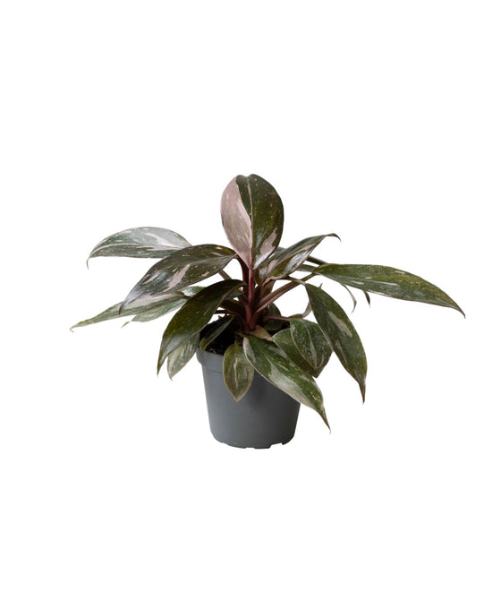 Philodendron 'Pink Princess Marble' Image 1