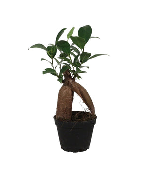 Ficus microcarpa 'Ginseng' (Ficus retusa)