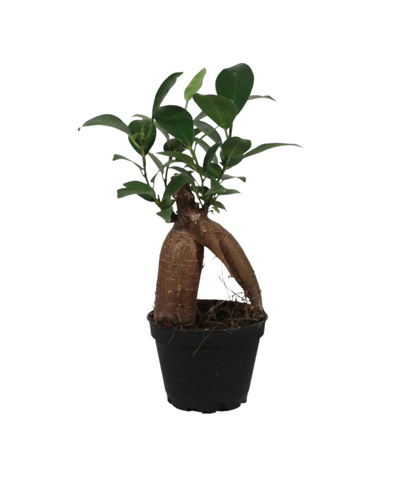 Ficus microcarpa 'Ginseng' (Ficus retusa) Image 1