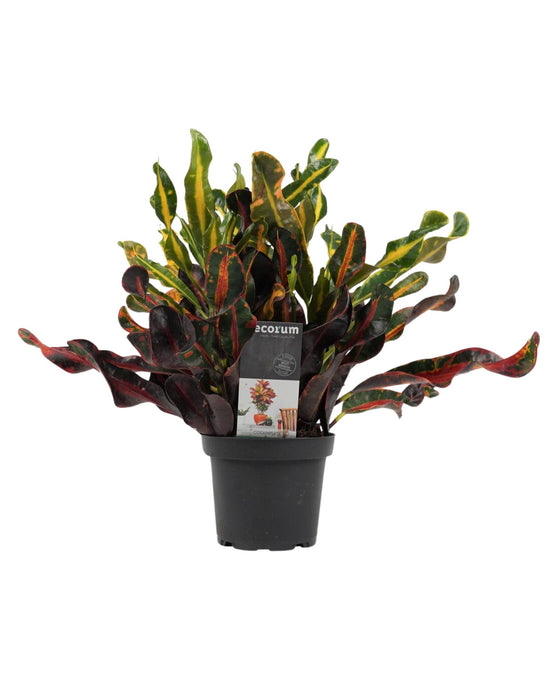 Codiaeum variegatum 'Mammi' - Croton 'Mammi' Image 1