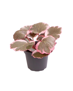 Saxifraga stolonifera tricolour - Strawberry Begonia