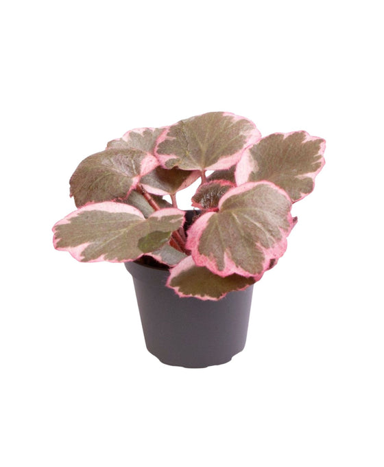 Saxifraga stolonifera tricolour - Strawberry Begonia Image 1