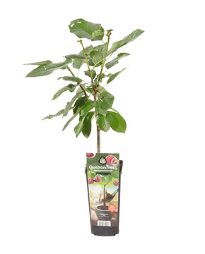Prunus avium 'Van' - Cherry Tree