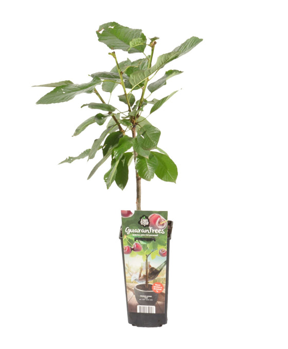 Prunus avium 'Van' - Cherry Tree Image 1