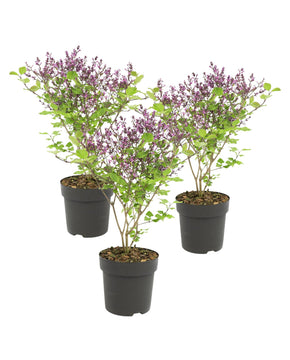 Syringa 'Bloomerang Dark Purple' ('Smsjbp7'PBR)