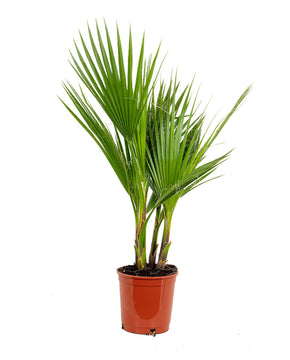 Washingtonia filifera var. robusta
