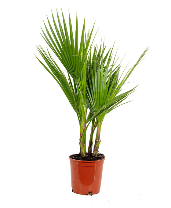 Washingtonia filifera var. robusta Image 1