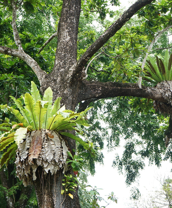 Asplenium nidus - Bird's nest fern Image 3