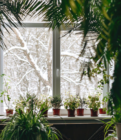 Indoor Plants