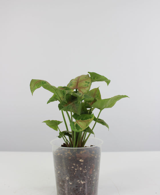 Syngonium podophyllum 'Christmas' Image 1