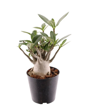 Adenium obesum (Desert Rose)