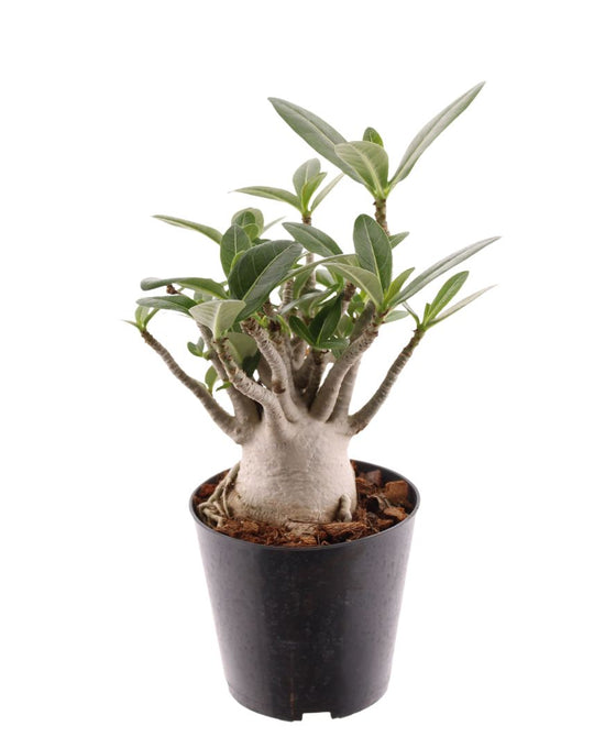 Adenium obesum (Desert Rose) Image 1