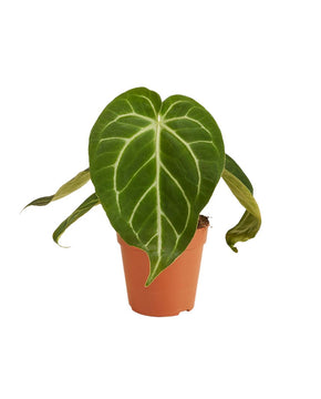 Anthurium magnificum