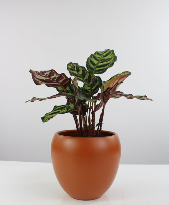 Vinci pot Image 6