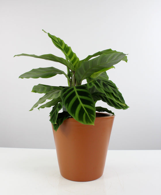 Vinci pot Image 4