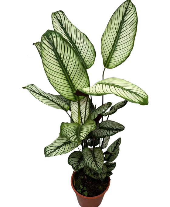 Calathea 'White Star' Image 5