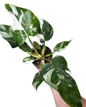 Philodendron erubescens 'White Princess'