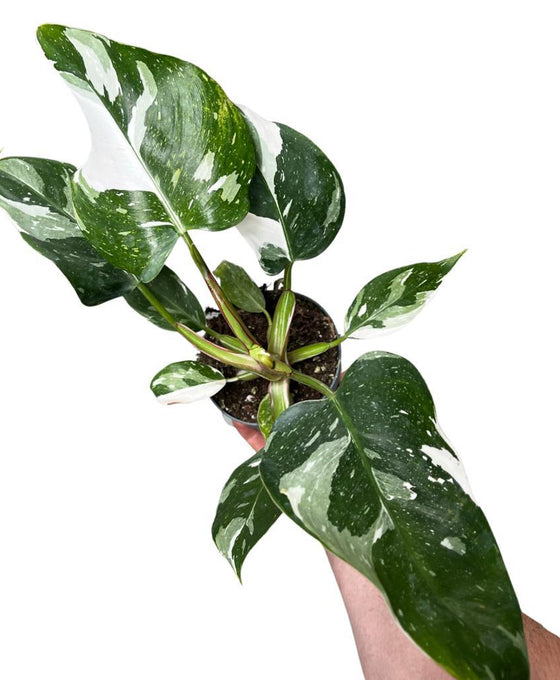 Philodendron erubescens 'White Princess' Image 1