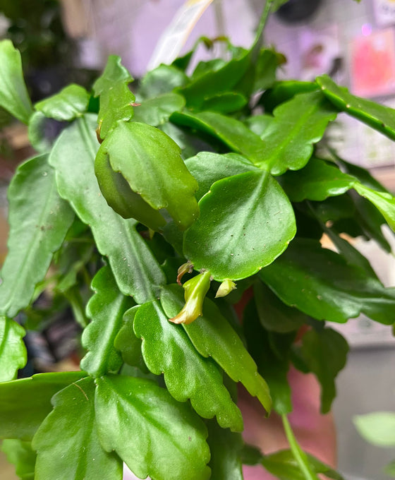 Rhipsalis crispata Image 2