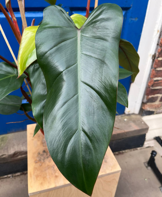 Philodendron erubescens ‘Red Emerald’ Image 3
