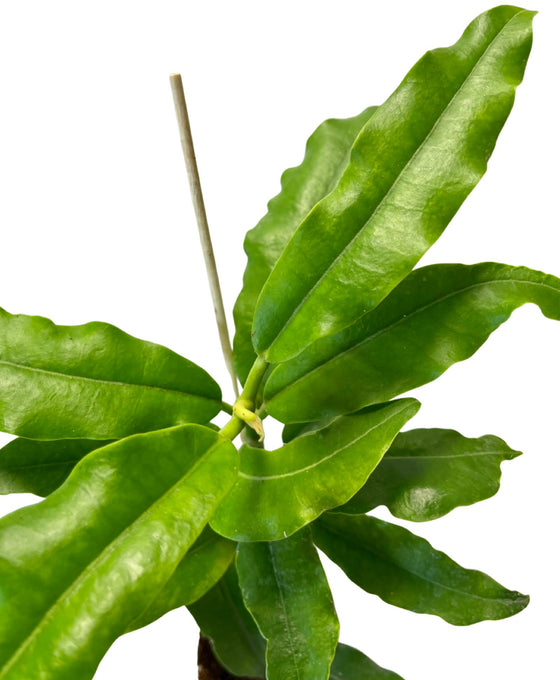 Hoya imperialis Image 3