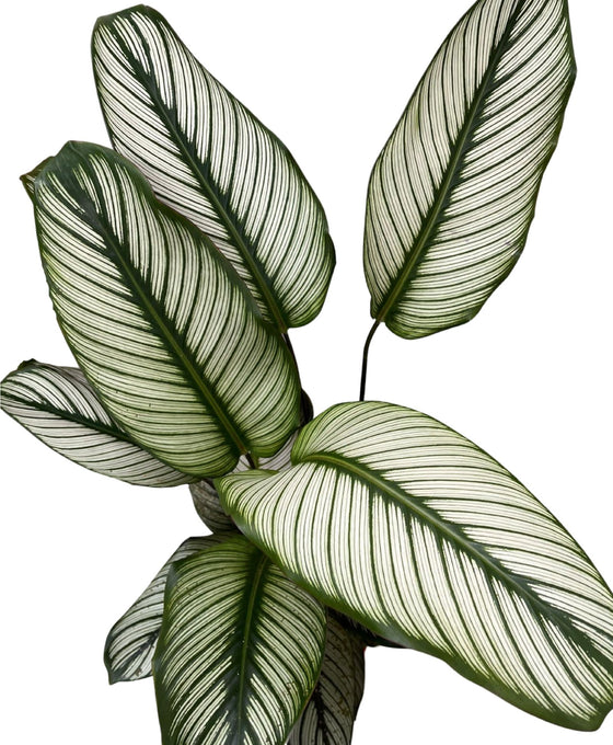Calathea 'White Star' Image 2