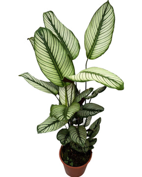Calathea 'White Star'
