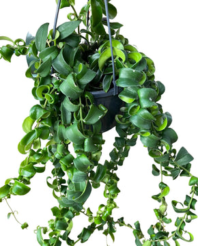 Aeschynanthus radicans 'Curly'